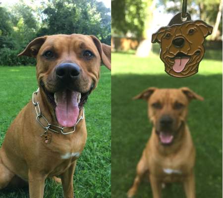 staffie brown.jpg